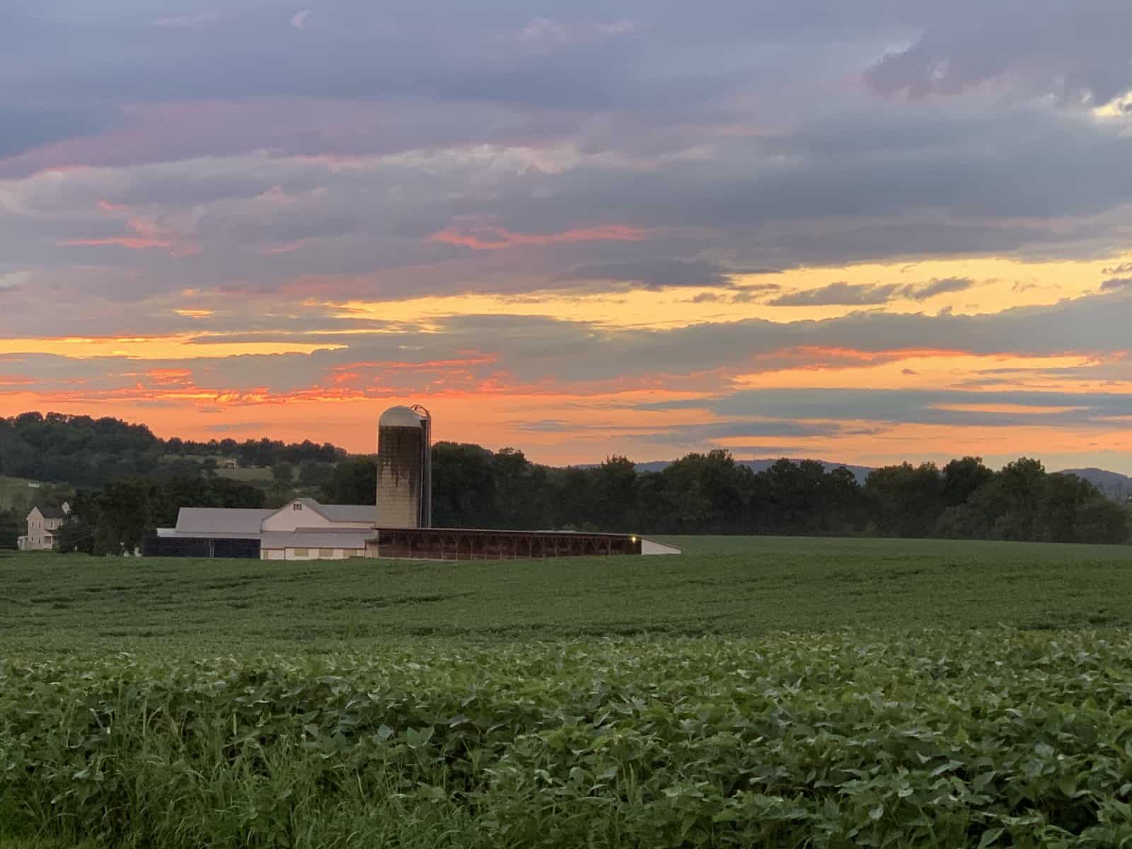 farm with sunset