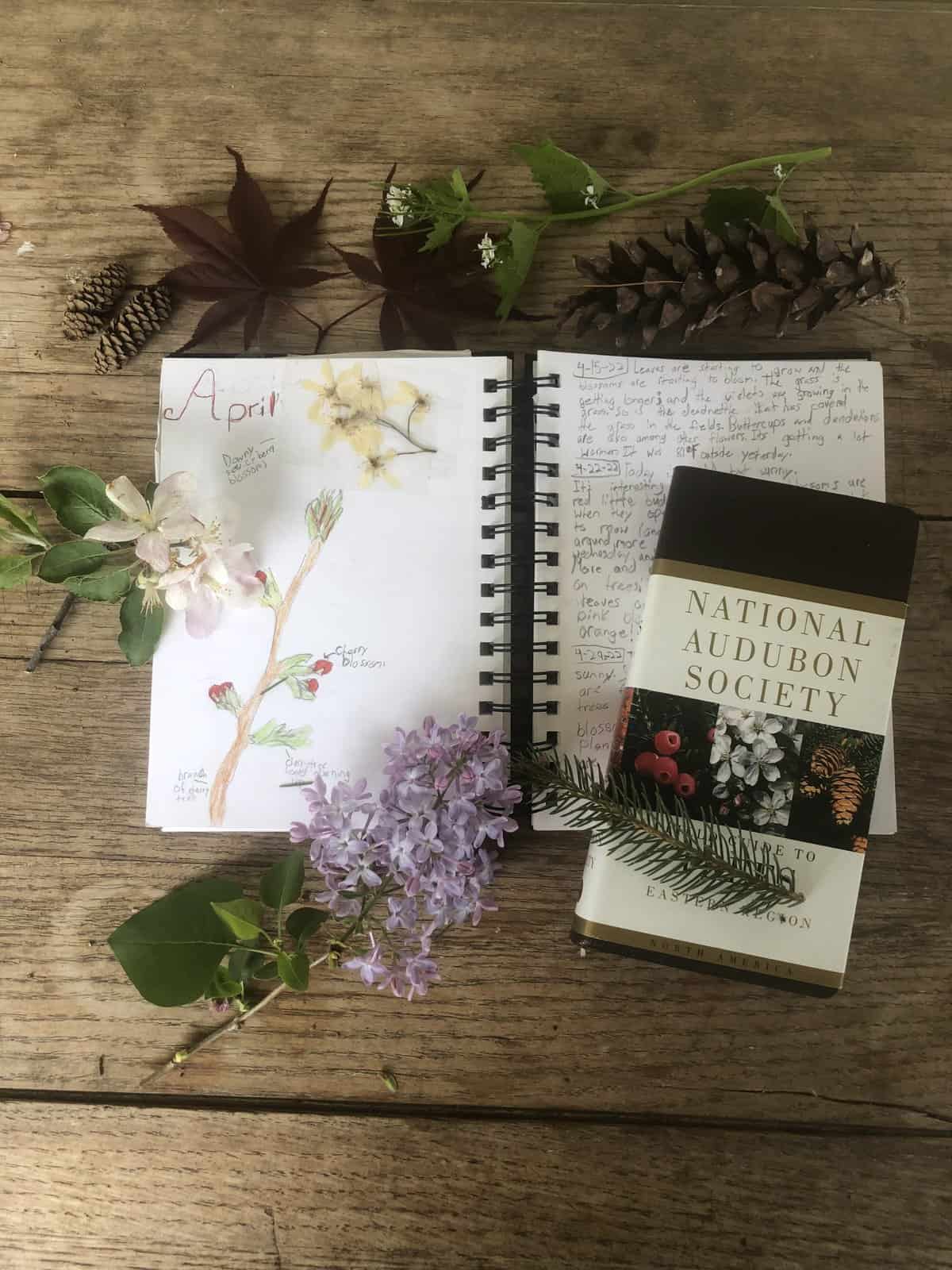 How to Keep a Simple Homeschool Nature Study Notebook