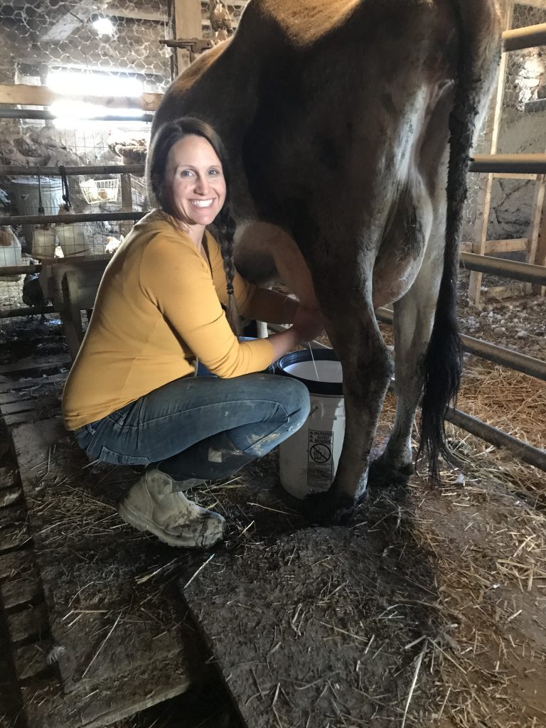 woman milking cow