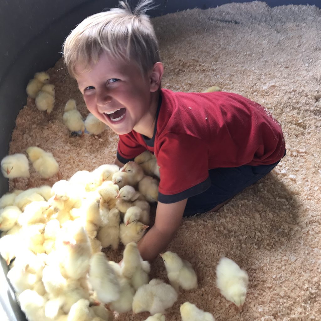 boy picking picking up baby chicks