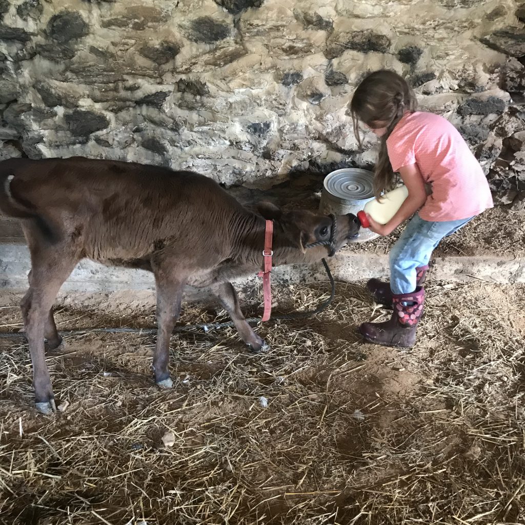 girl bottle-feeding calf