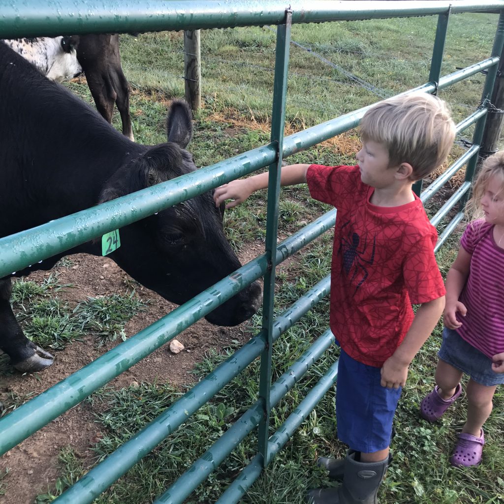boy petting cow