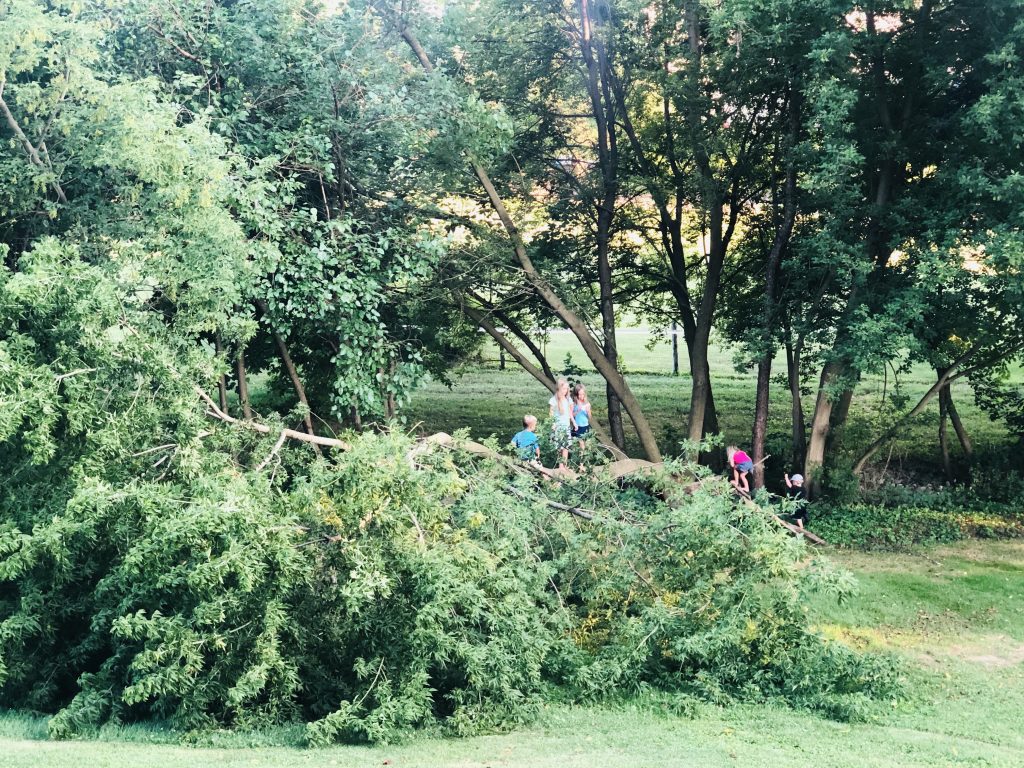 kids climbing a tree