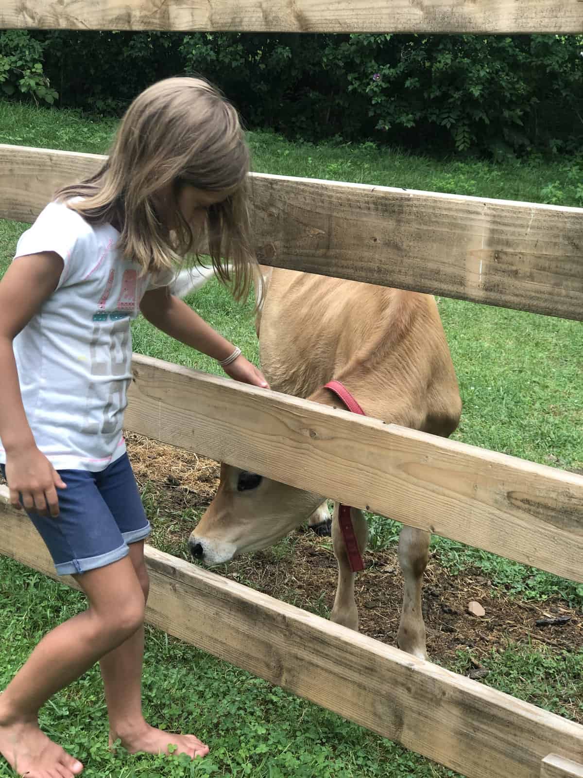 girl petting calf