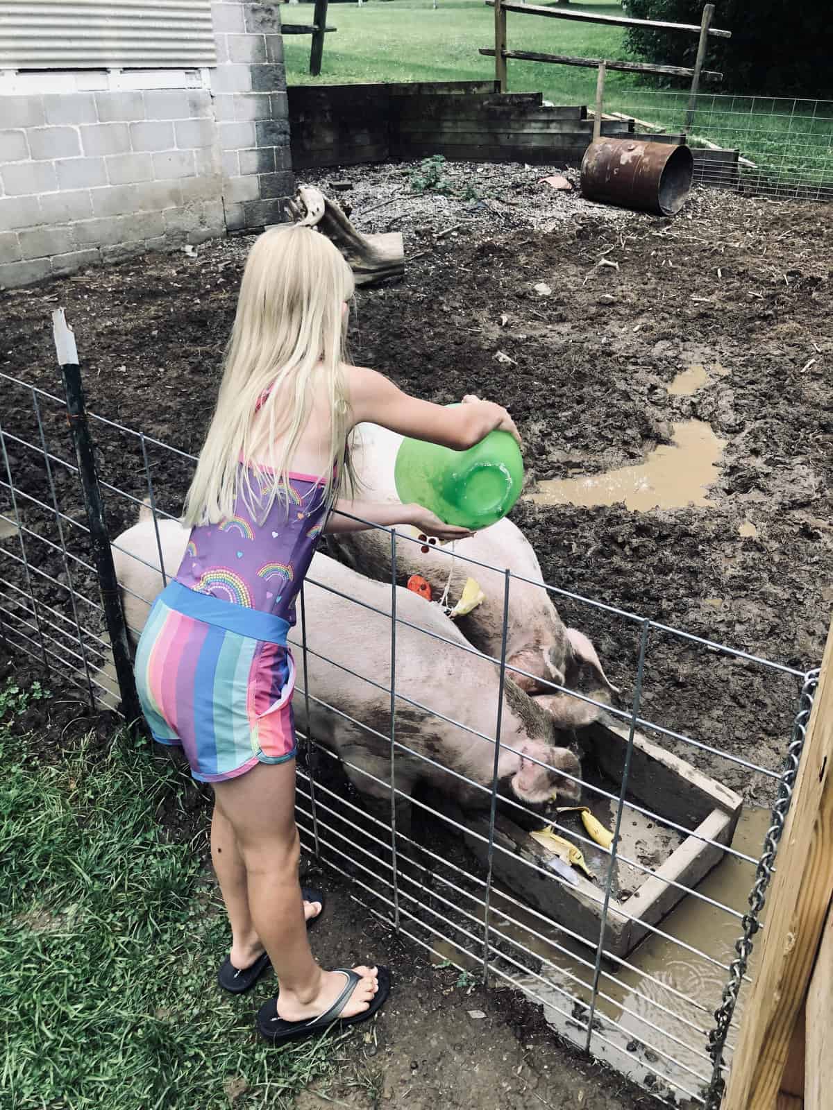 girl feeding pigs